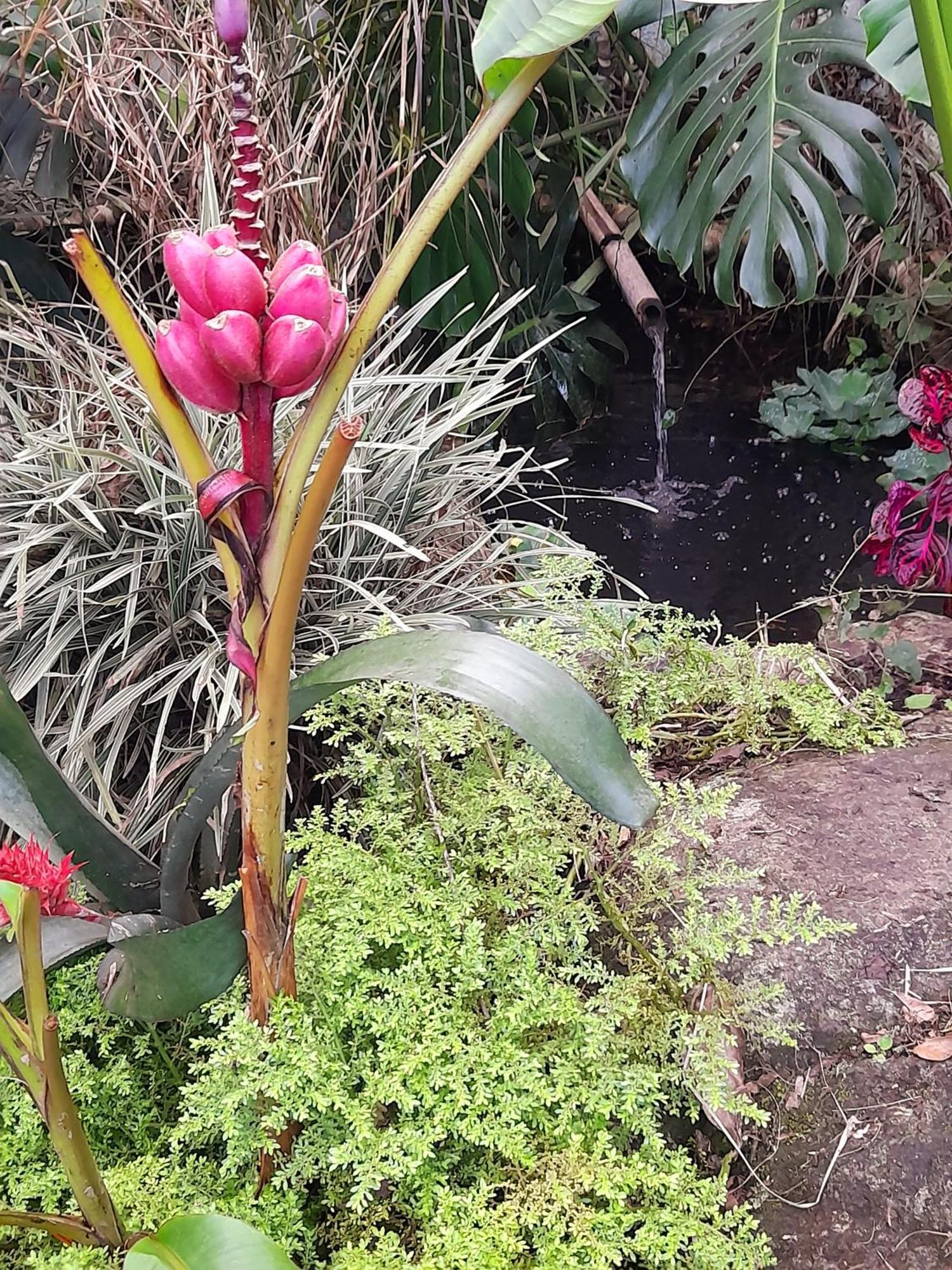 Casa De Vidro Apartment Petrópolis Екстериор снимка